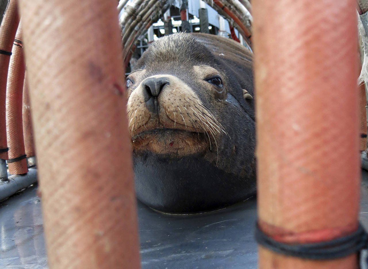 In this March 2018 photo, a California sea lion peers out from a restraint nicknamed “The Squeeze” near Oregon City, Oregon, as it is prepared for transport by truck to the Pacific Ocean about 130 miles away. (AP Photo/Gillian Flaccus, File)