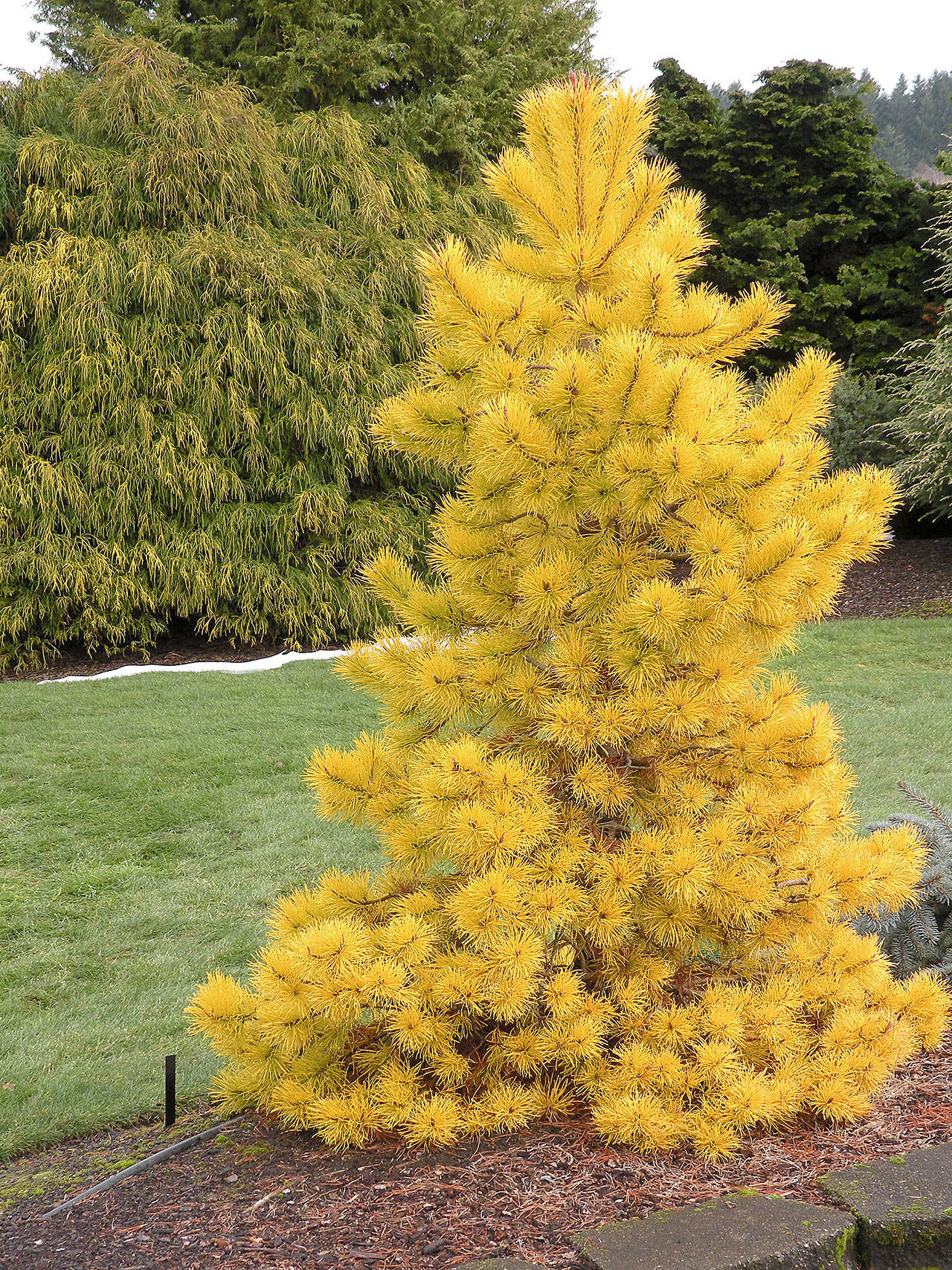 Pinus contorta “Chief Joseph” sports intense golden-yellow foliage in the winter. (Richie Steffen)