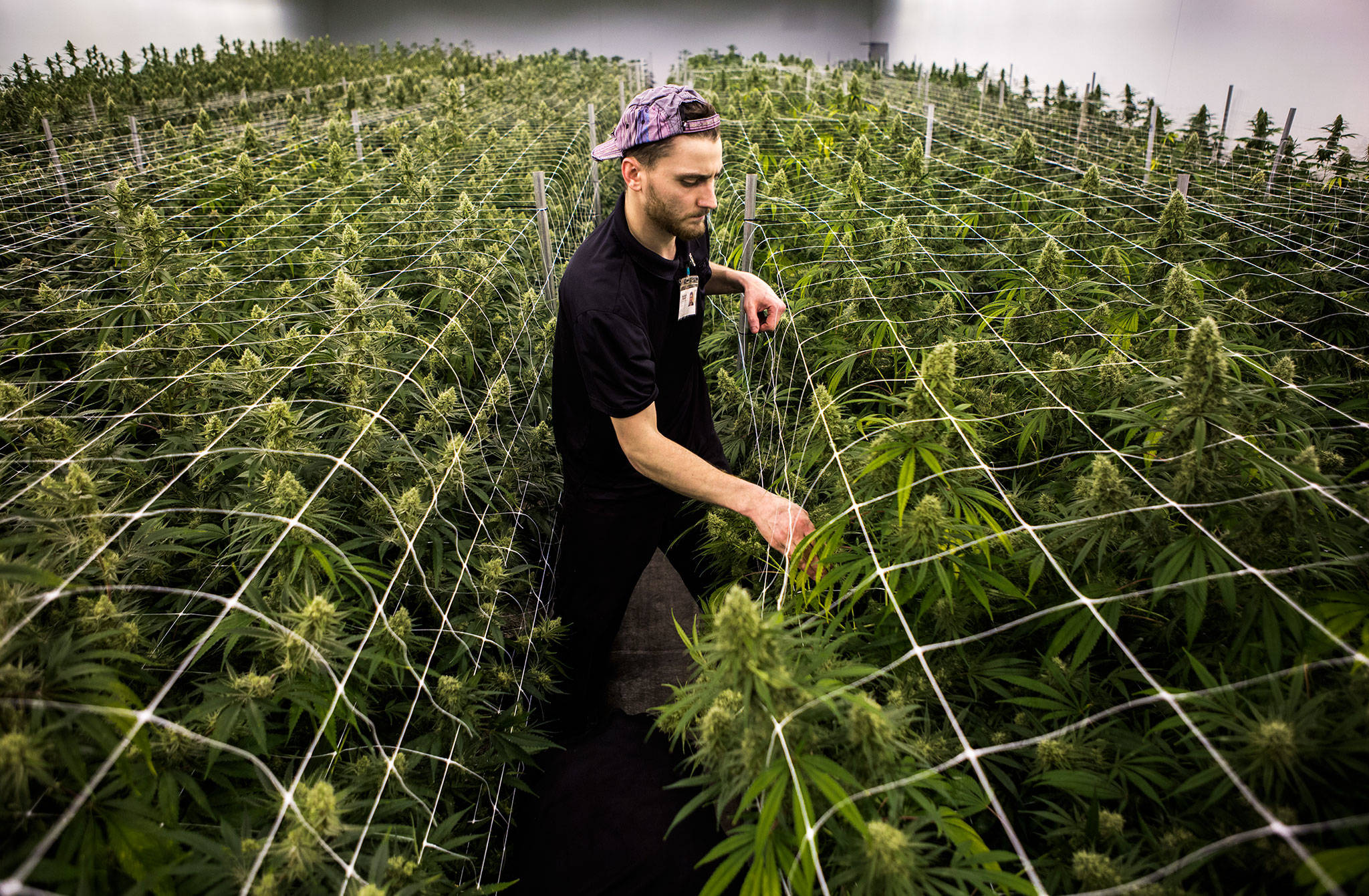 Chase Neumann helps trim plants in one of the grow rooms Wednesday, Jan. 16, at Smokey Point Productions’ Rolling Farms in Arlington. (Olivia Vanni / The Herald)