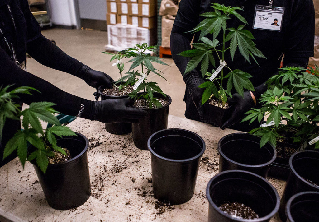 Workers add fresh soil to cannabis seedling pots Wednesday, Jan. 16, at Smokey Point Productions’ Rolling Farms in Arlington. A small white tag can be seen on each of the seedlings, which is required by the Washington State Liquor and Cannabis Control Board once the plant reaches 8 inches in size. (Olivia Vanni / The Herald)
