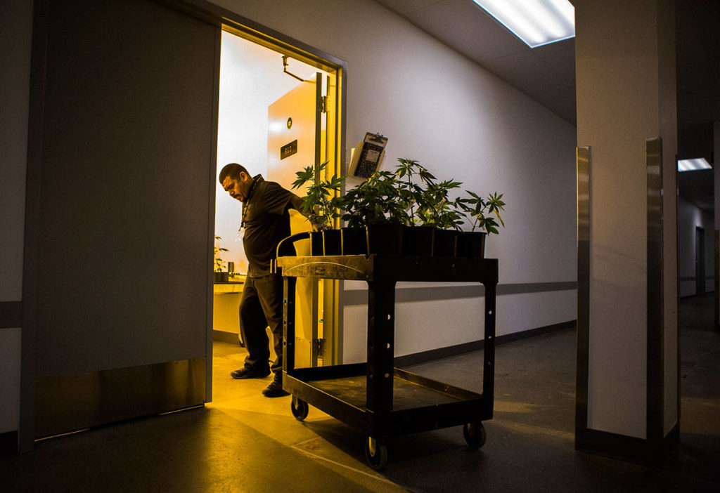 Ruben Medina transfers a cart of freshly potted cannabis seedlings to a new room Wednesday, Jan. 16, at Smokey Point Productions’ Rolling Farms in Arlington. (Olivia Vanni / The Herald)
