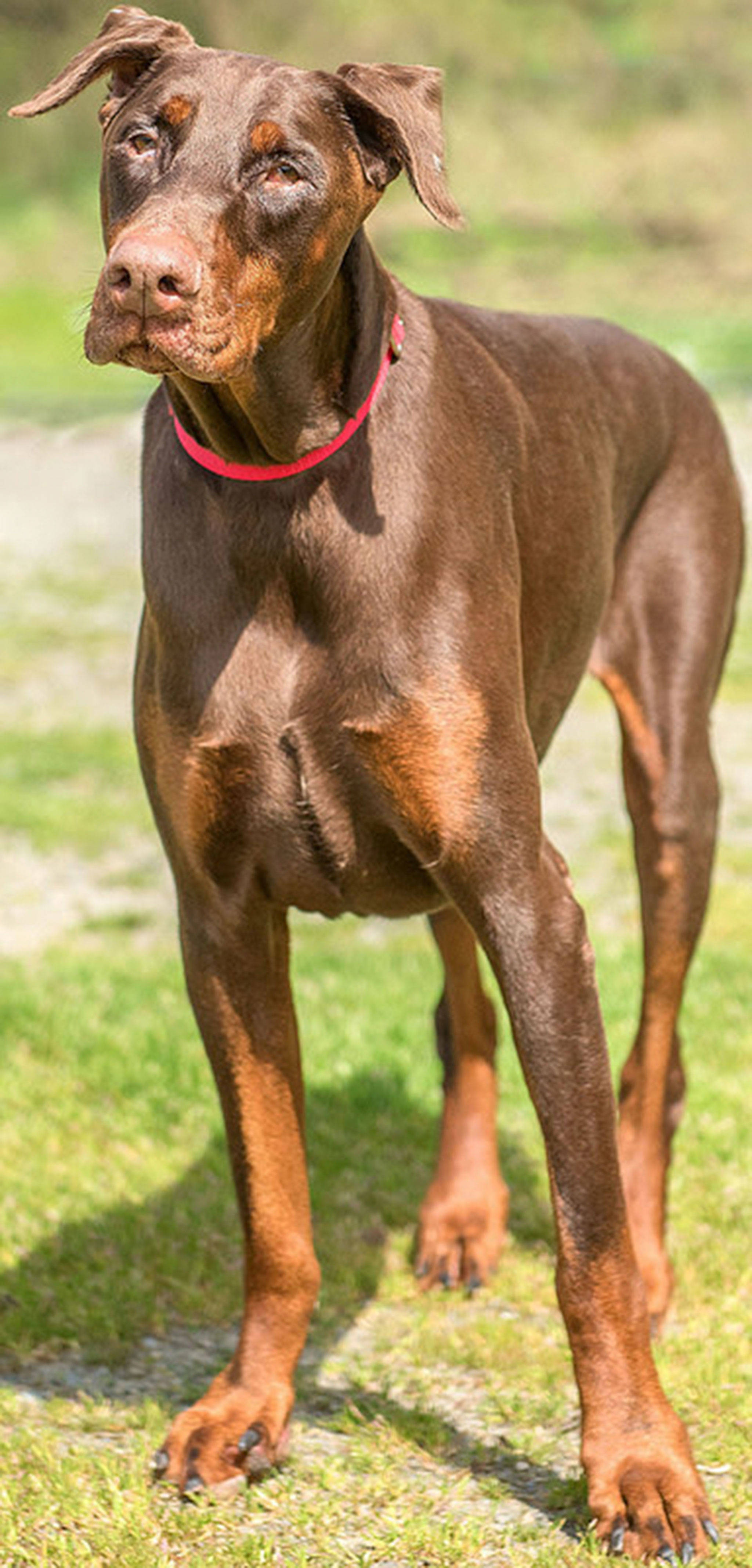 Big Red is a beautiful Doberman who at 8 years old still has the energy of a puppy. He is looking for a home with Dobie experience that will cherish him throughout his senior years. Red loves going for walks and car rides but the thing that he loves most is being right next to his people. This boy is a lover and he is ready to share that love with a very lucky family. Red has decided that he doesn’t care for the company of other dogs or cats and he will need to be the only animal in the home. He is a big boy at 80 pounds and, because of his energy, a home without small children would be best. Come meet this handsome guy today! (Curt Story/Everett Animal Shelter)