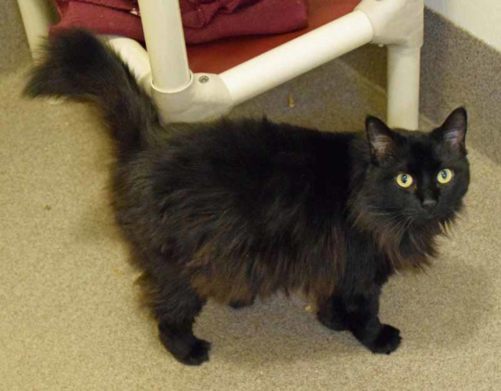 Blair is one sweet kitty. She will take some time warming up to you but loves to have her cheeks rubbed. She came to us as a stray so we don’t have much history on her. A slow introduction with other cats, dogs, and children would be advised. (Arleigh Movitz/Everett Animal Shelter)
