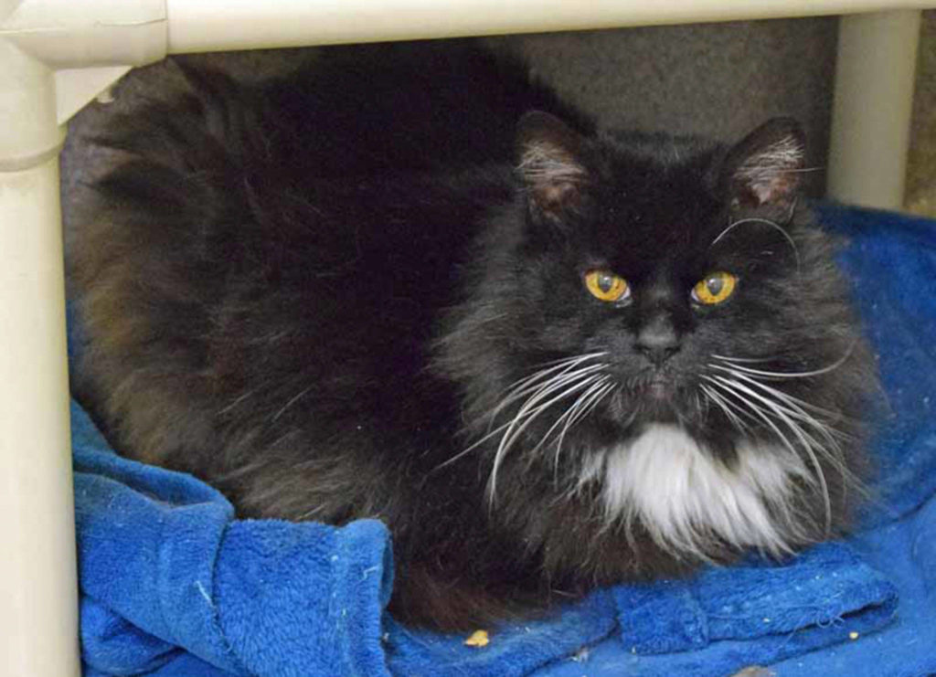 11 year old Coffee is a laid back kind of cat. He’s looking for a sturdy lap to love all 13 pounds of him! He will need a gradual introduction to any resident pets. (Arleigh Movitz/Everett Animal Shelter)
