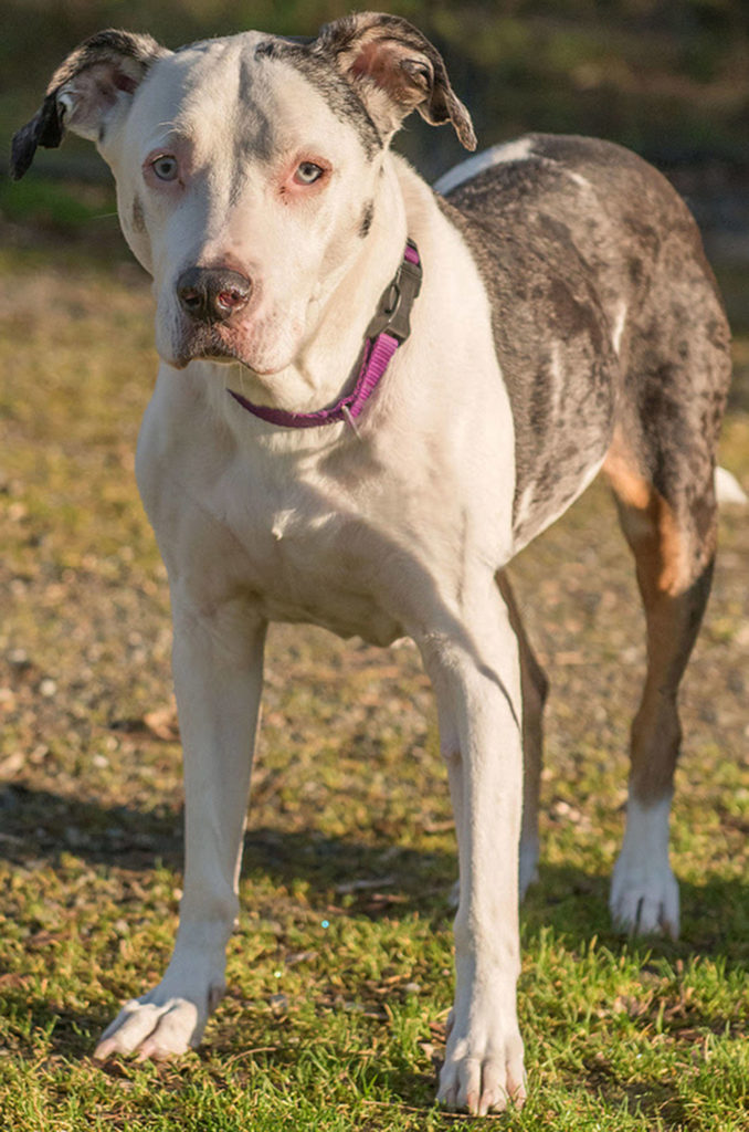 Mandy is an 8 year old Catahoula Leopard Dog Mix who will melt your heart. She is an amazing athlete and would love an active family that goes for hikes, runs and long walks. Mandy would love a home where she won’t have to compete with other dogs for attention. This girl wants to be your one and only. Mandy is strong and energetic so children in the home should be over 9 years old. Catahoulas are herding dogs and they love to do their job. For this reason we are requiring that her forever home be feline free. Mandy has had a history of urinary tract infections and will need monitoring for that. A healthy diet and supplements for good urinary tract health will help to improve her overall well being. Please read about the Catahoula Leopard Dog prior to meeting Mandy. (Curt Story/Everett Animal Shelter)
