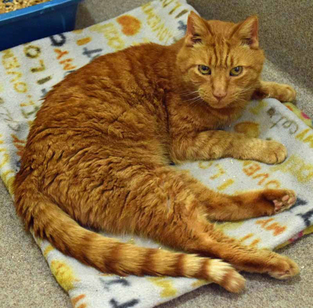 Oscar is a friendly, playful guy. He enjoys toy balls, wands toys and snuggle up. He has lived with other cats and can be picky about his cat friends. He doesn’t like big dogs but can also be picky about his small dog friends. (Arleigh Movitz/Everett Animal Shelter)
