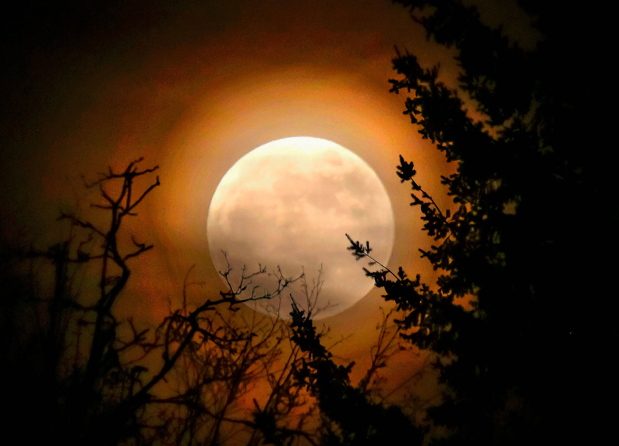 All around the world, people looked into the night sky one year ago on New Year’s Day. The moon was big, bold and bright, what astronomy folks call a supermoon, a moon that is full when it is also at or near its closest point in its orbit around Earth. This photo was taken from a sidewalk a few blocks from the Marysville Public Library, just before 5 p.m. that day. The next supermoon is Sunday. (Dan Bates / Herald file)