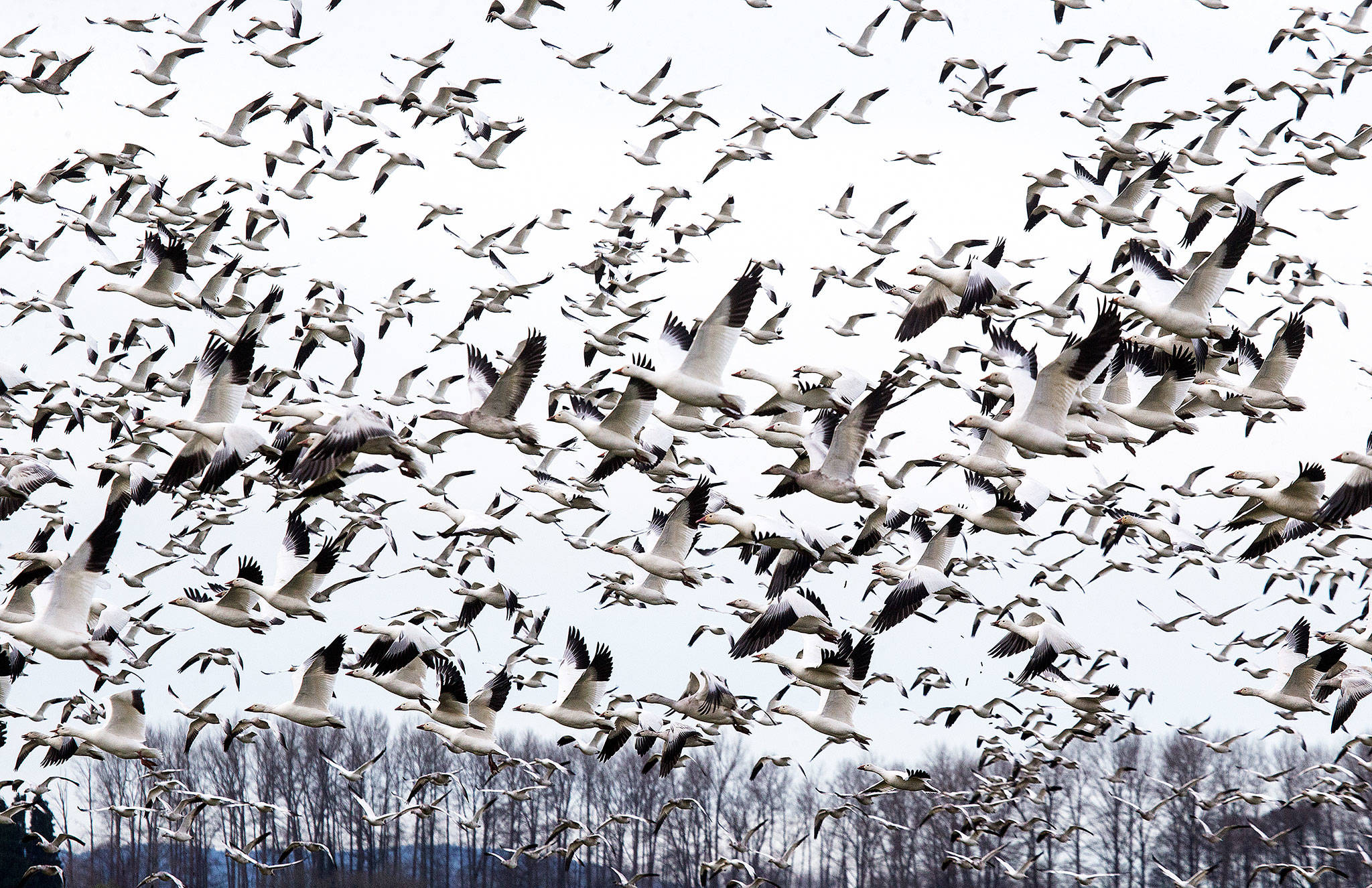 A flock of snow geese take to the air Friday, Jan. 11, along Conway Frontage Road in Conway. (Andy Bronson / The Herald)