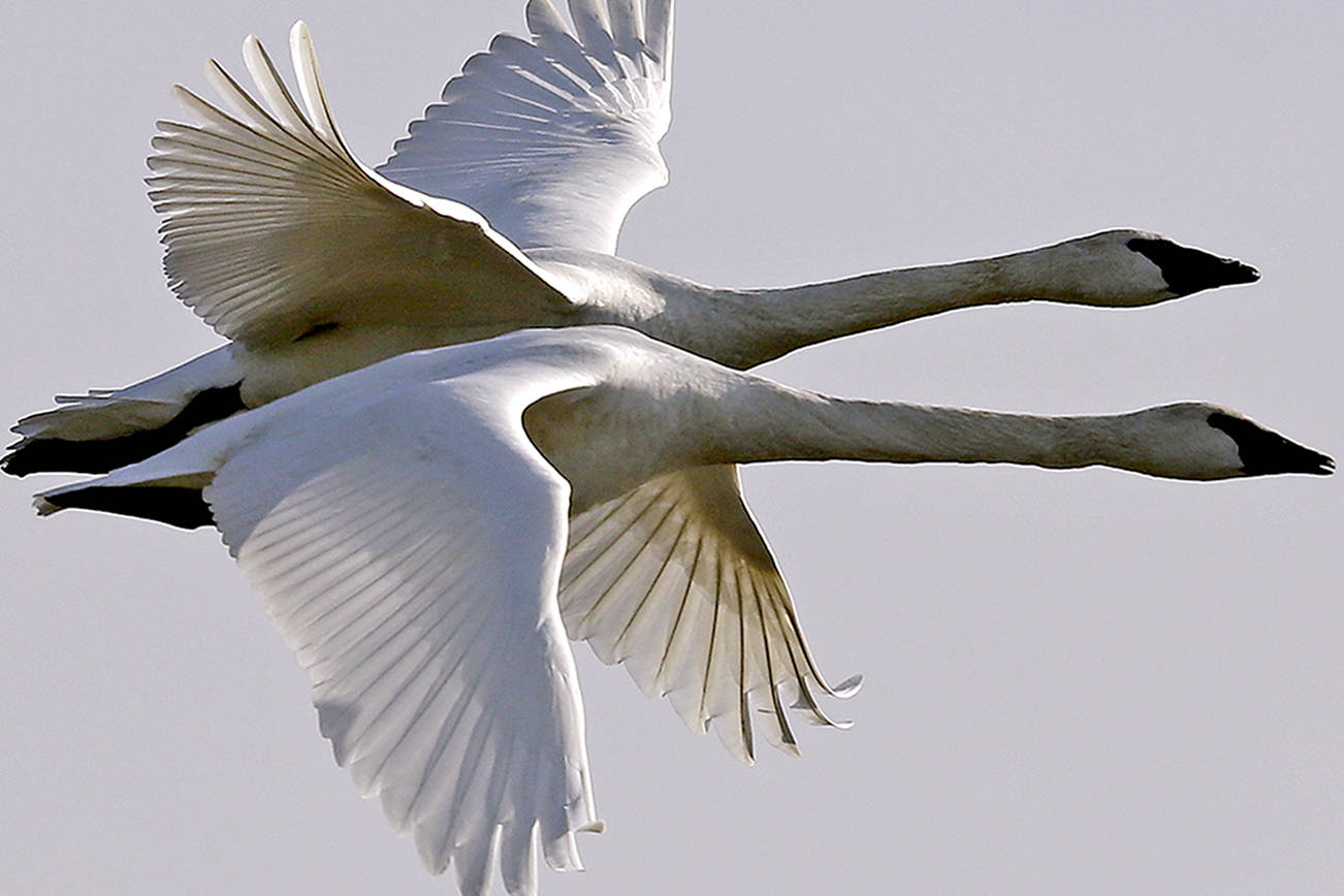 Andy Bronson / The Herald                                A flock of snow geese take to the air along Conway Frontage Road in Conway.