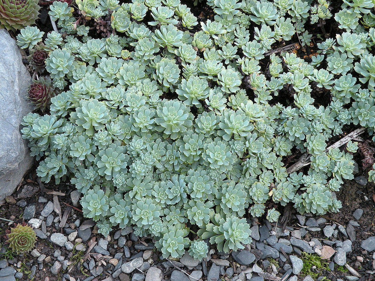 Afghani sedum is an excellent groundcover that forms a flat, dense mound of glossy blue-green leaves. (Rick Peterson)