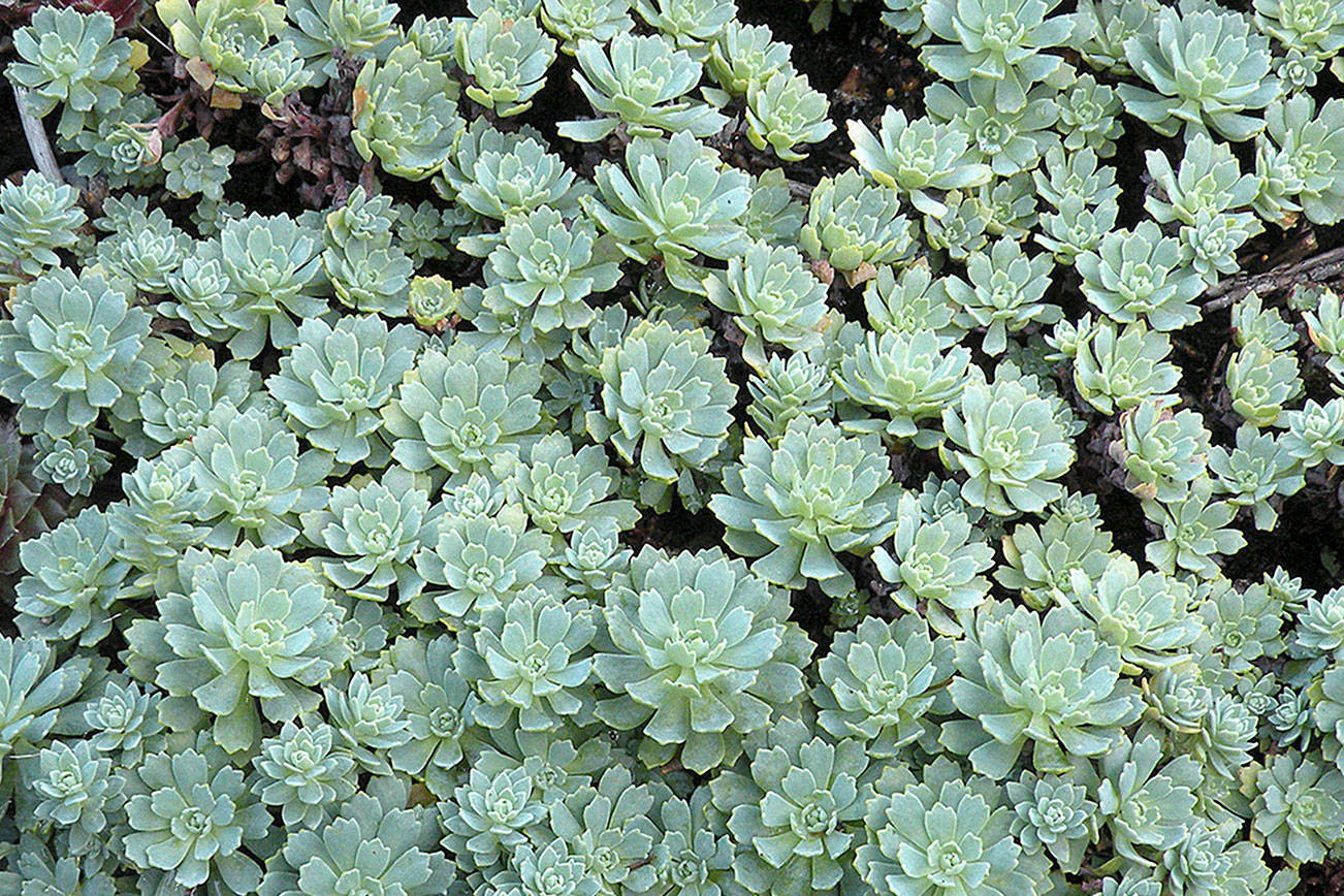 Great Plant Pick: Rhodiola pachyclados, Afghani sedum