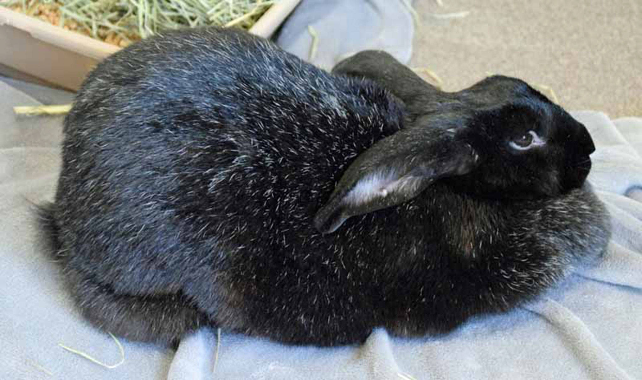 Jam likes hay, veggies, strawberries, lounging around in the sun and even rolling around a ball. Jam is an awesome rabbit that came in as a stray, we don’t know too much about her right now but it’s important that rabbits get plenty of hay, regular play periods with their owners, and a safe secure pen where they can lounge and have a hut to hide away in. Rabbits can be timid, especially at first. (Arleigh Movitz/Everett Animal Shelter)