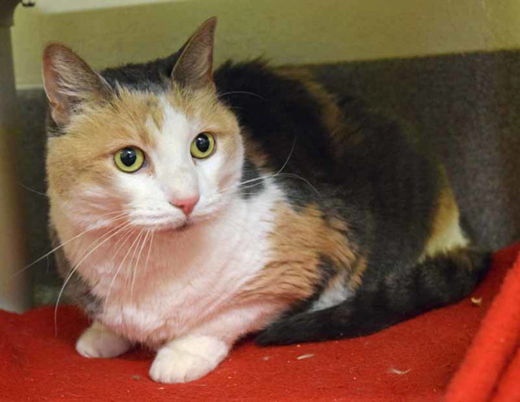 8 year old Lulu is a shy cat by nature, but she does enjoy being petted. She is looking for someone who will let her settle in at her own pace. (Arleigh Movitz/Everett Animal Shelter)
