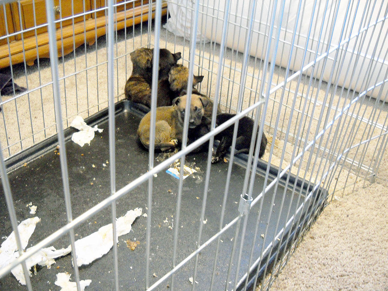 Police discovered 10 sick, dying and dead puppies at a Monroe home in April. By the end of the month, half the puppies had died. The owner was sentenced to a year and one month in prison for animal cruelty, unlawful possession of a firearm and eluding police. (Monroe Police Department)