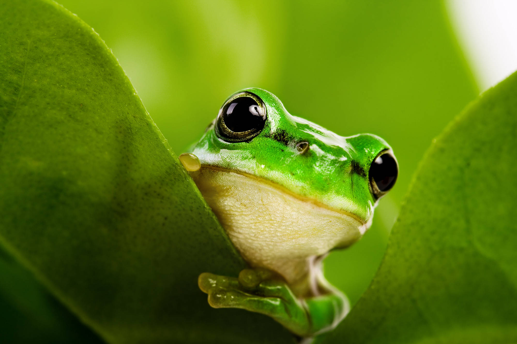 A green tree frog. The ODIN, a genetic engineering company in Oakland, California, uses the frogs in a kit it sells, Frog Genetic Engineering Kit — Learn to Genetically Modify Animals. (Martin Valigursky/Dreamstime/TNS)