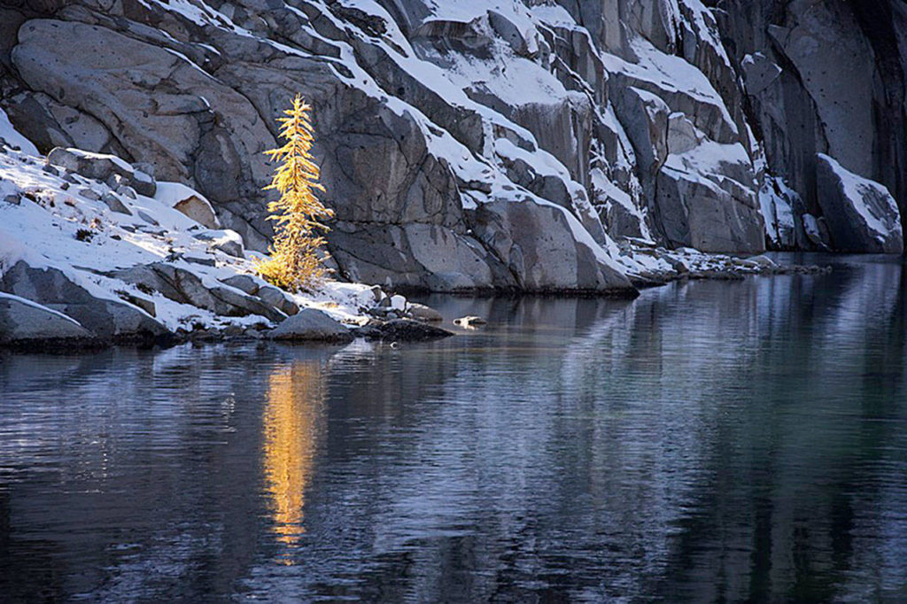 Flora and Fauna, first place: This photo of a golden larch in the Enchantments by Andrew Rossi got him first place in the Flora and Fauna category.
