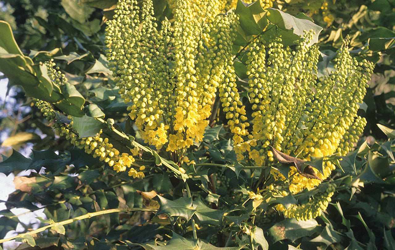 This hybrid mahonia is named for the late Arthur Menzies, who was assistant director of the Seattle arboretum. (Richie Steffen)