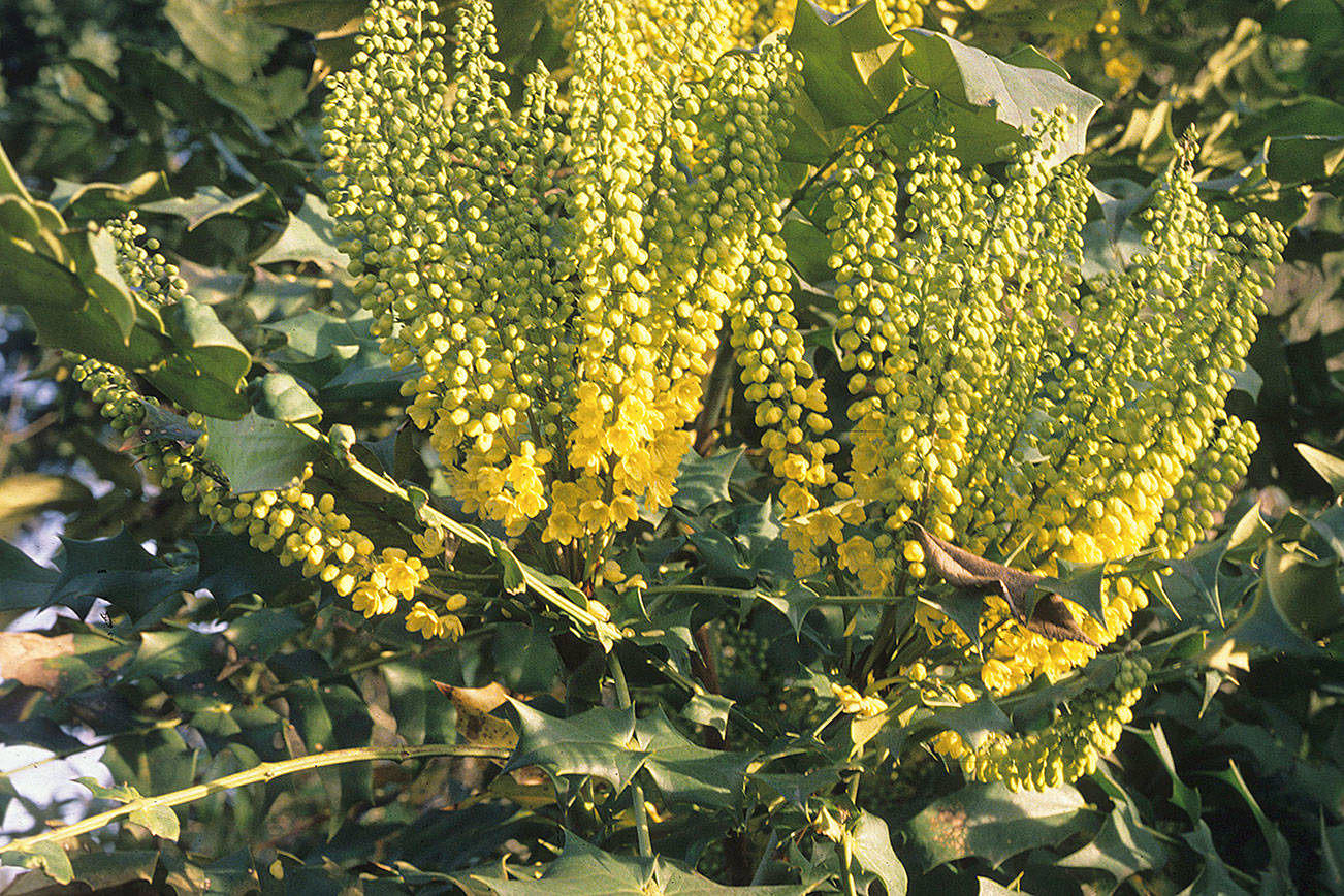 Great Plant Pick: Mahonia x media ‘Arthur Menzies,’ hybrid mahonia