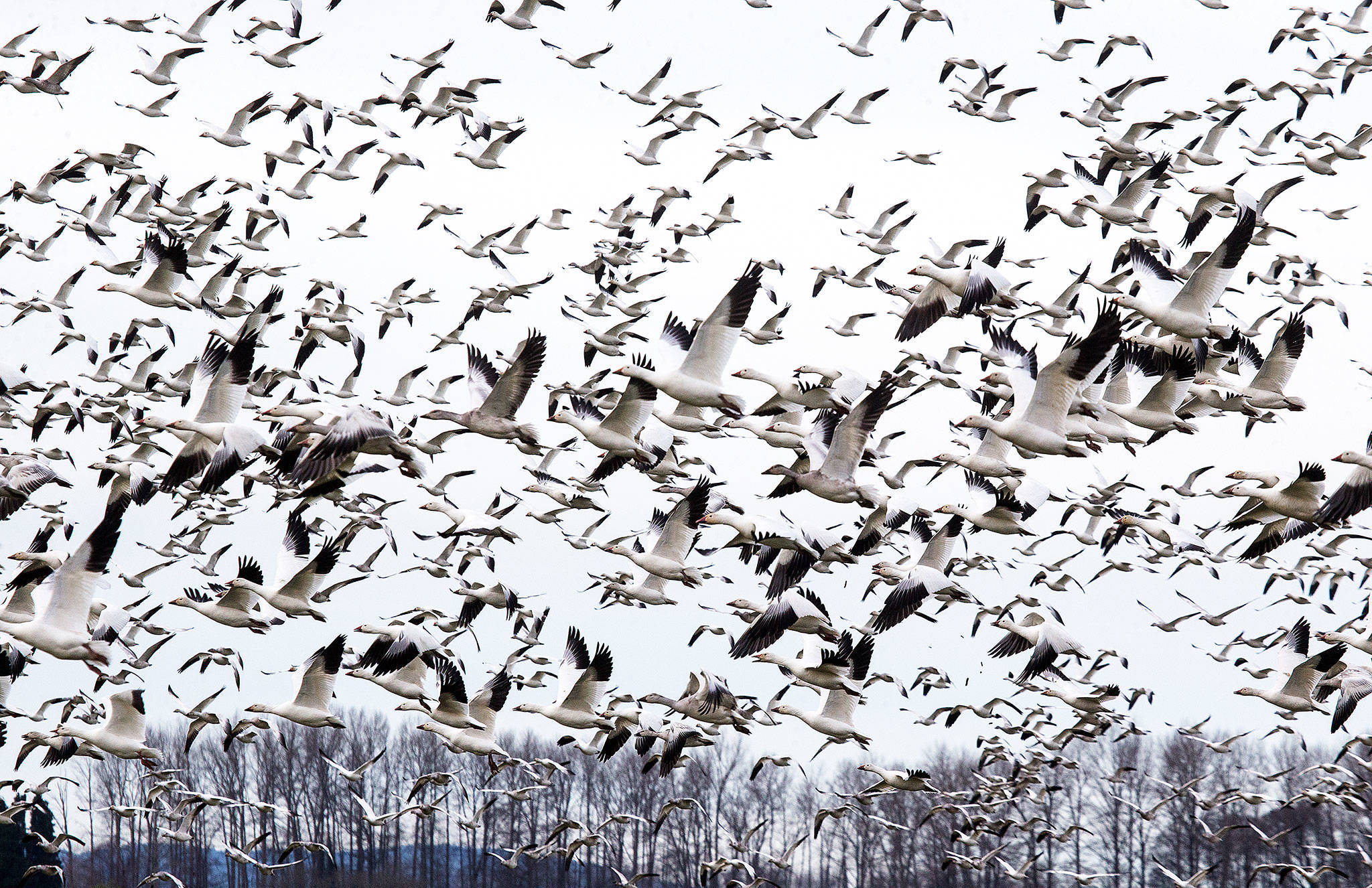 A flock of Snow geese take to the air along the Conway Frontage Road on Friday, Jan. 11, 2019 in Conway, Wa. (Andy Bronson / The Herald)