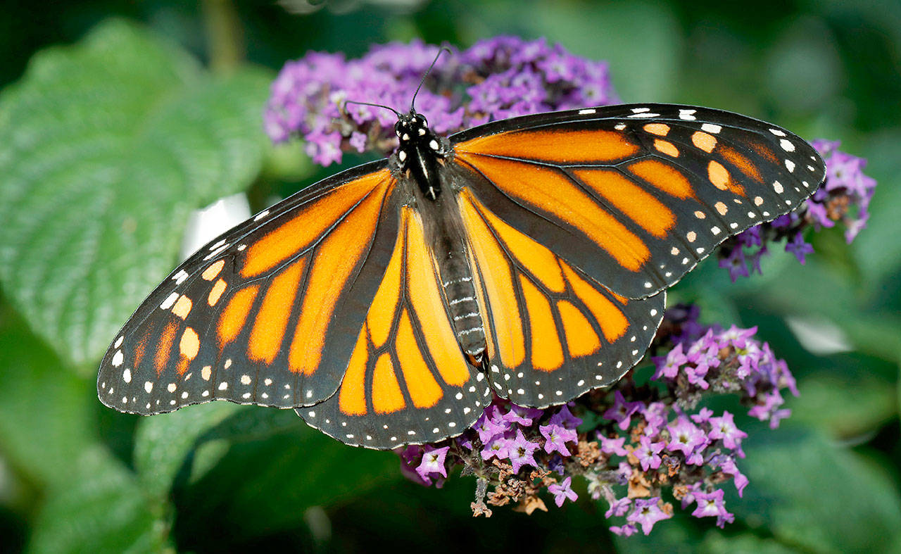 A monarch butterfly rests on a flower in Urbandale, Iowa, in September. (AP Photo/Charlie Neibergall, File)