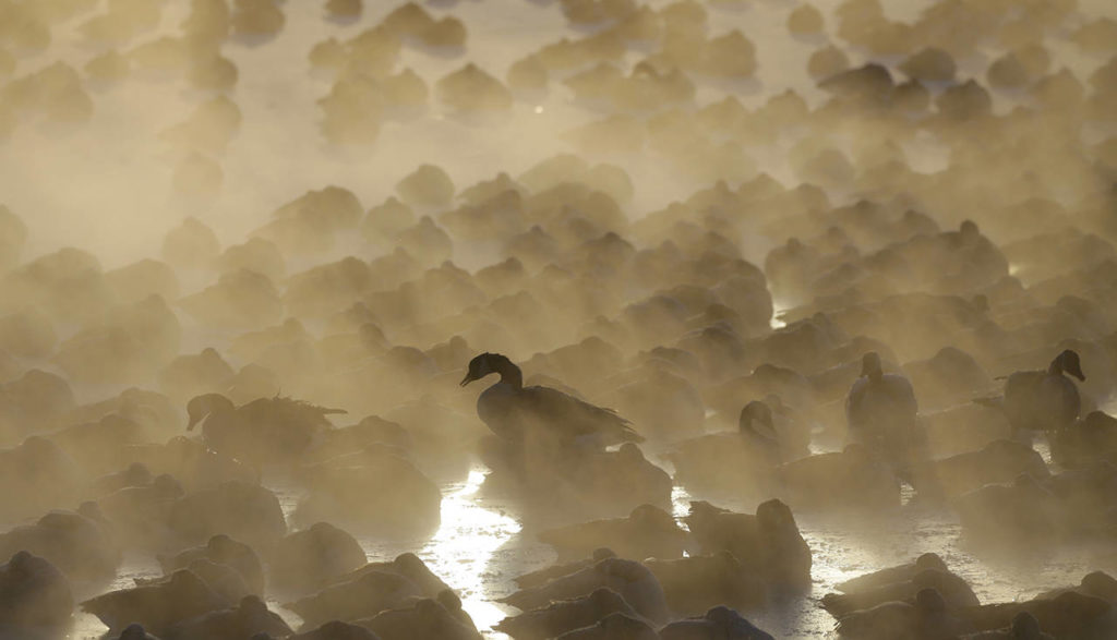 Geese huddle in the water as the sun rises at the harbor in Port Washington, Wisconsin, on Wednesday. (AP Photo/Jeffrey Phelps)
