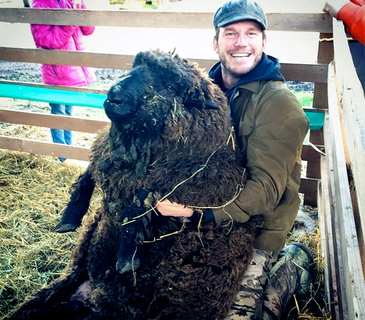 This photo with Chris Pratt and his ram Prince Rupert got more than 1 million “Likes” on Instagram. The ram is the father of ewe Cacao, whose fleece won a blue ribbon at Fiberpalooza at the Washington State University Country Living Expo in Stanwood. Pratt has a farm at an undisclosed location in the San Juan Islands with 160 sheep, 30 pigs and 60 chickens.