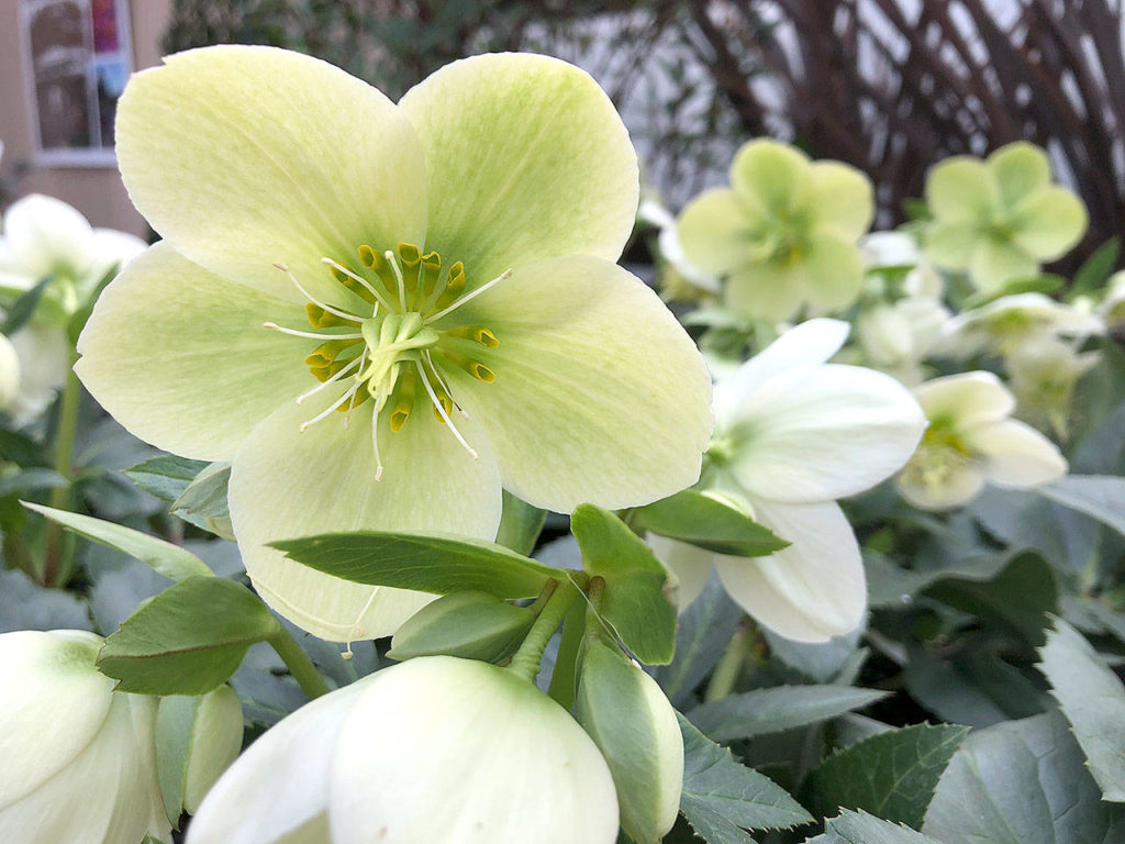 Hellebore “Ice Breaker” features pure white flowers. They bloom from late autumn to early spring. (Nicole Phillips)
