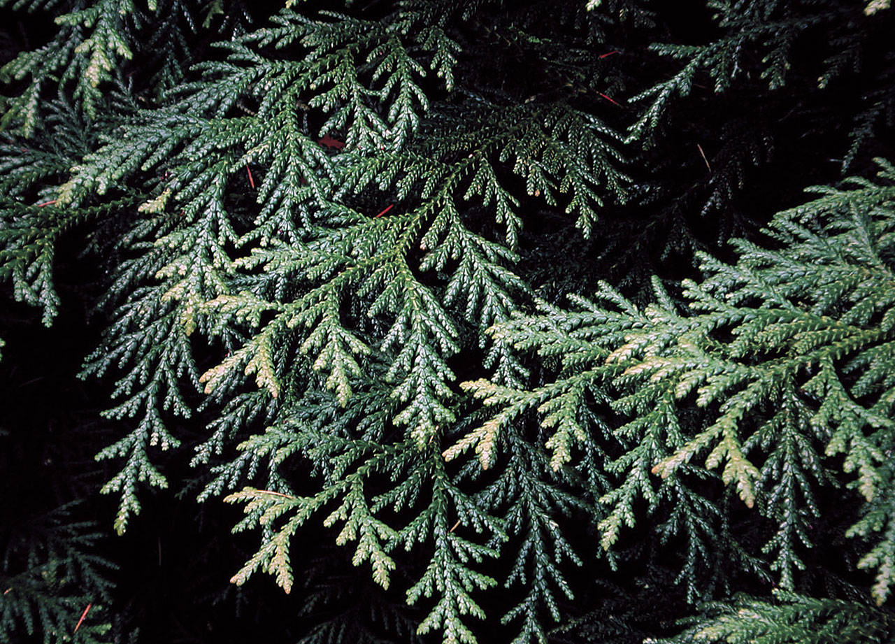 With its bold foliage, the hida cedar warrants more plantings in the Northwest. (Richie Steffen)