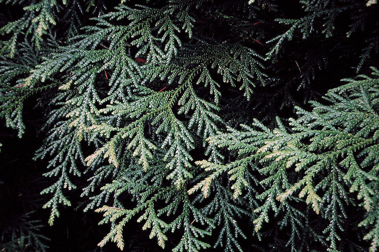 Great Plant Pick: Thujopsis dolobrata, hiba cedar