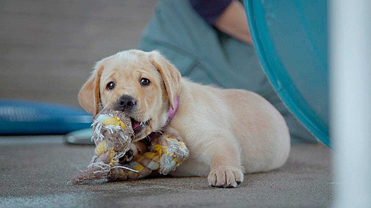 Primrose is one of the puppies from Guide Dogs for the Blind training to become a guide dog in “Pick of the Litter,” a documentary showing at this year’s Everett Film Festival. (Sundance Selects)