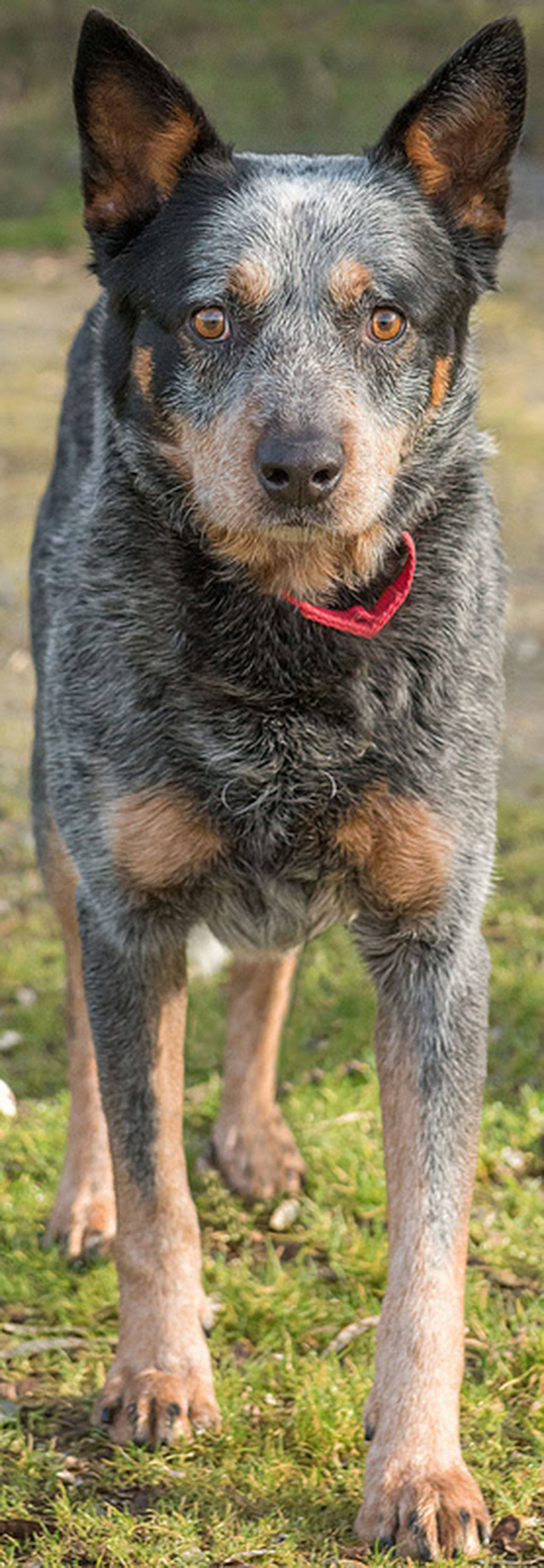 Bear is a shy ACD looking for a home with breed experience. He will need a meet and greet with any resident dogs and a feline free home. He will need a secure fenced yard as he likes to take himself on adventures. At this point Bear will need an adult only home due to his shy nature. (Curt Story/Everett Animal Shelter)