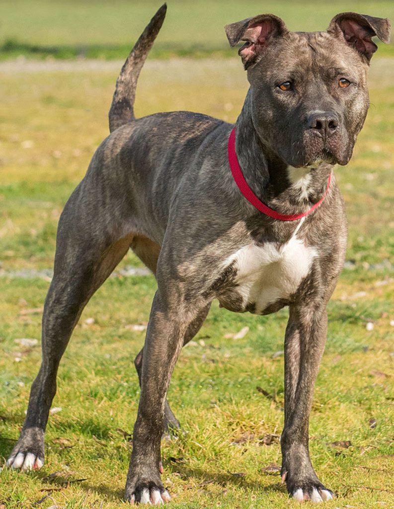 Bella is a high- energy dog looking for a home that can provide for all her exercise needs. She will need a meet and greet with any resident dogs and a feline free home. This sweetie is not suited for apartment style living and will need a large securely fenced yard. (Curt Story/Everett Animal Shelter)
