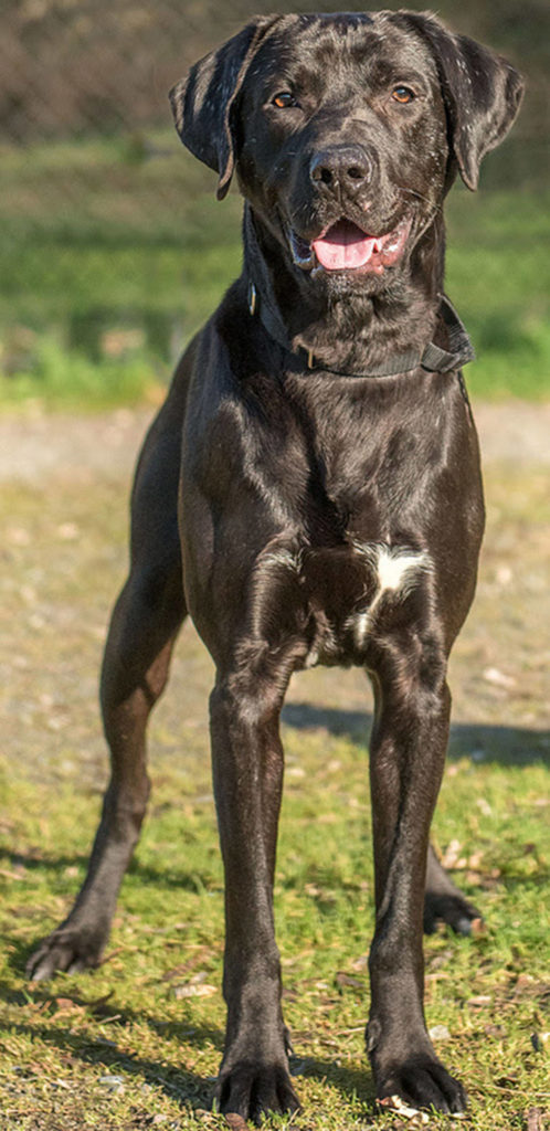 Jax has been an outstanding boy during his stay here. He does NOT enjoy the company of other dogs. His scarring on his face shows us that he has had his fair share of trouble. Jax will need secure fencing and an active lifestyle (no apartments or condos). He would enjoy long walks, playing ball, hiking or maybe some agility. We do not know how he is around children, so he will need to meet children living in the home before his adoption. Jax will also need a feline free home. (Curt Story/Everett Animal Shelter)

