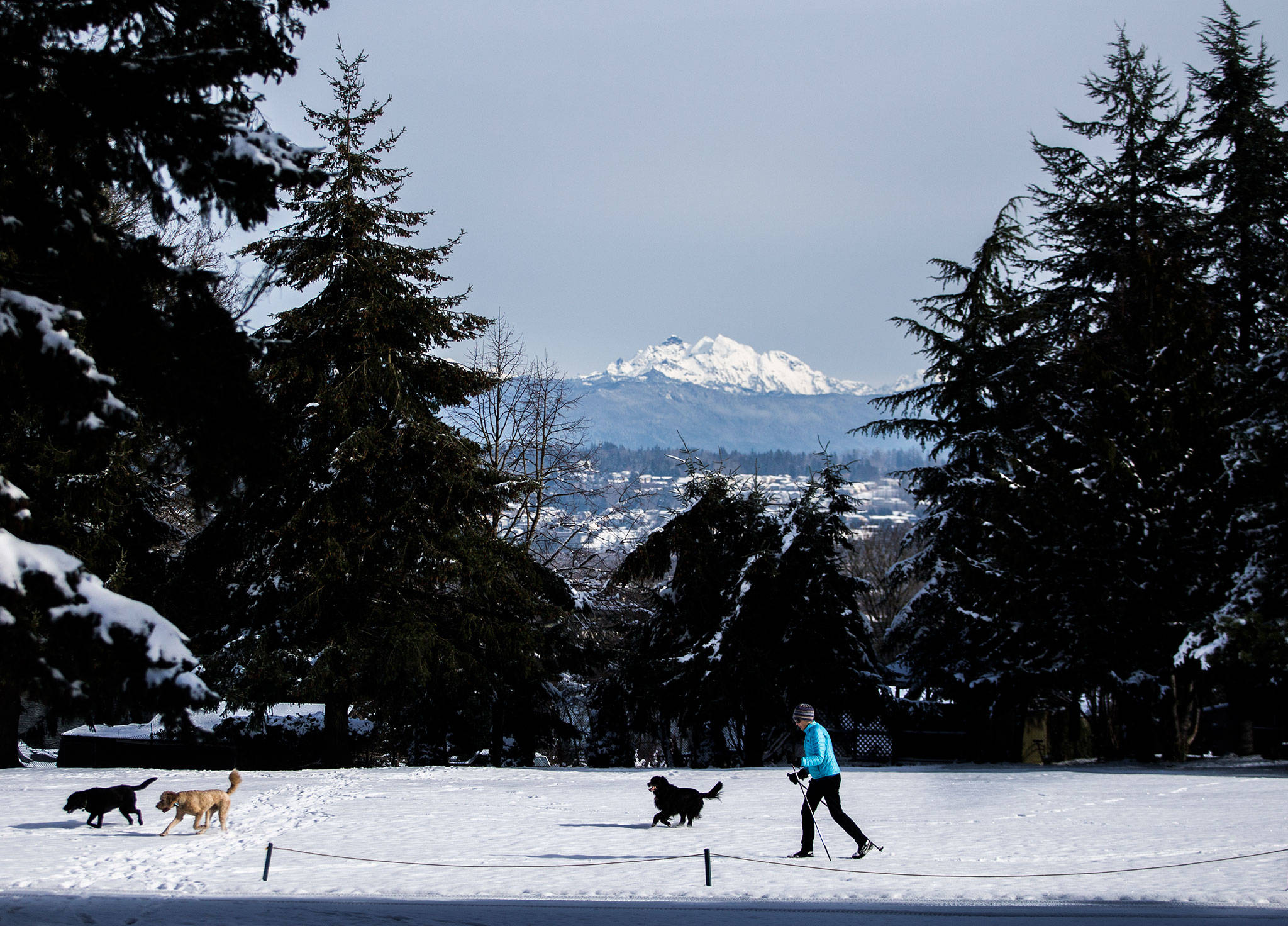 Olivia Vanni / The Herald                                With Three Fingers mountain in the background, Hap Wertheimer cross-country skis Thursday at Legion Memorial Golf Course in Everett.