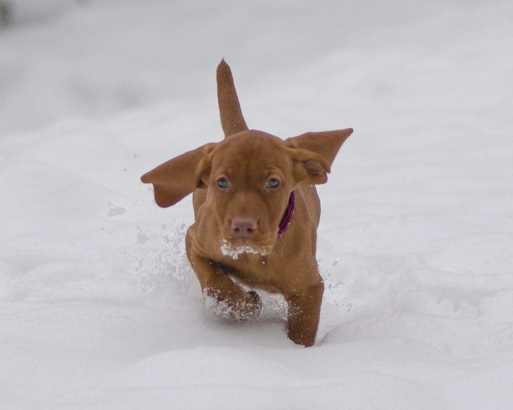 A 9-week-old viszla puppy — her name is Penny Lane — runs through the snow in south Everett. (Anthony Lopez)
