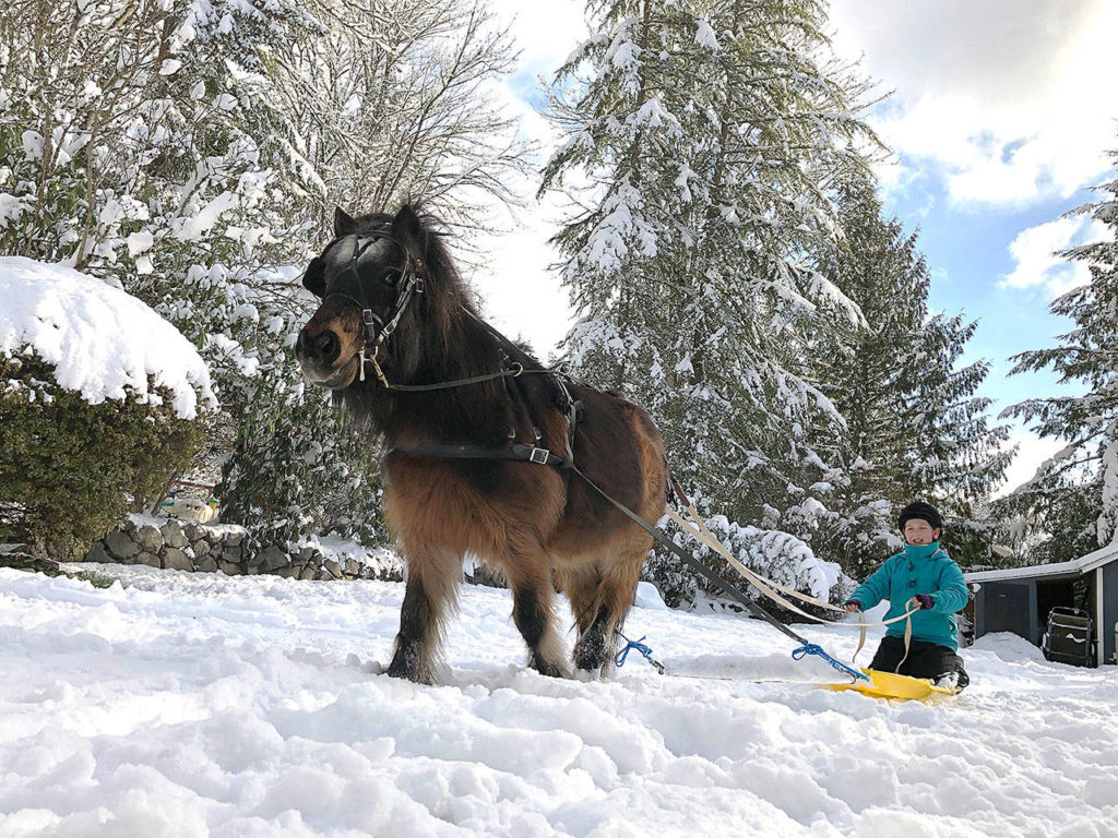 Princey the pony pulls Mady Ottele, 11, on a sled through her yard in Snohomish. Princey is a 20-year-old mini horse who is trained to pull a cart. “We decided to see if he’d tolerate a sled behind him, and it turned out to be great fun for both of them,” Mady’s mother says. (Molly Ottele)
