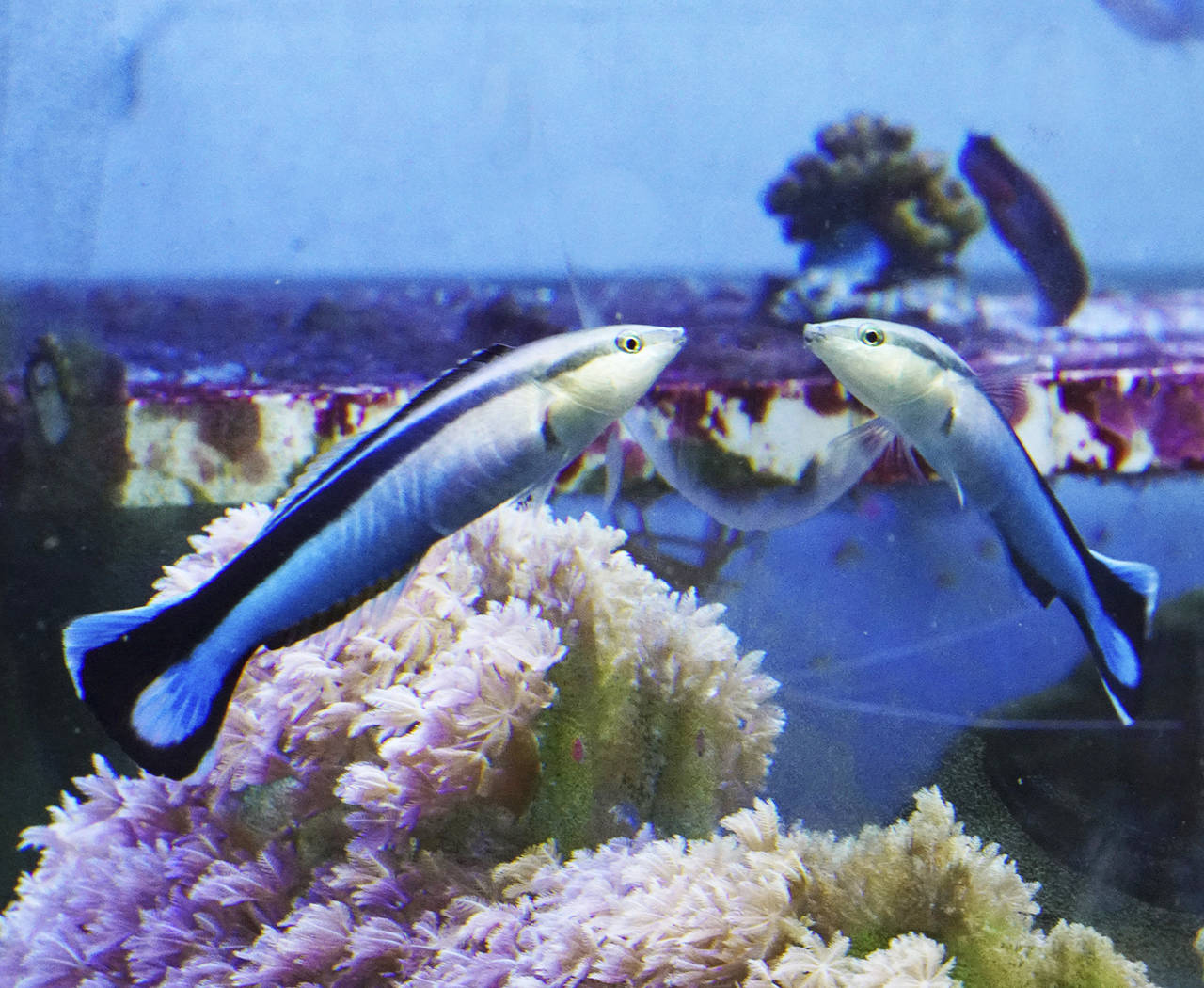 A cleaner wrasse interacts with its reflection in a mirror placed on the outside of the aquarium glass. In a report released on Feb 7, scientists say that 10 fish they studied can pass a standard test of recognizing themselves in a mirror — and that is posing a key question for experts in animal mental prowess. (Alex Jordan via AP)