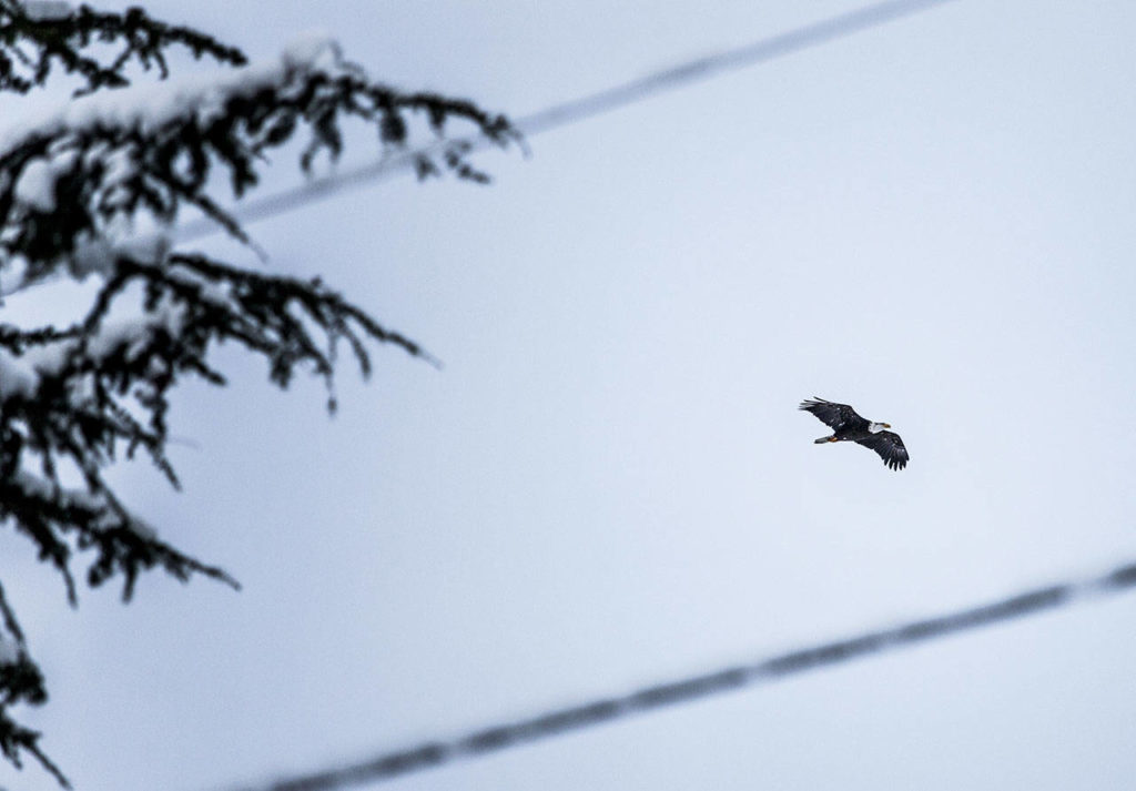 A bald eagle flies over snow-covered trees on Grand Avenue in Everett on Saturday. (Olivia Vanni / The Herald)
