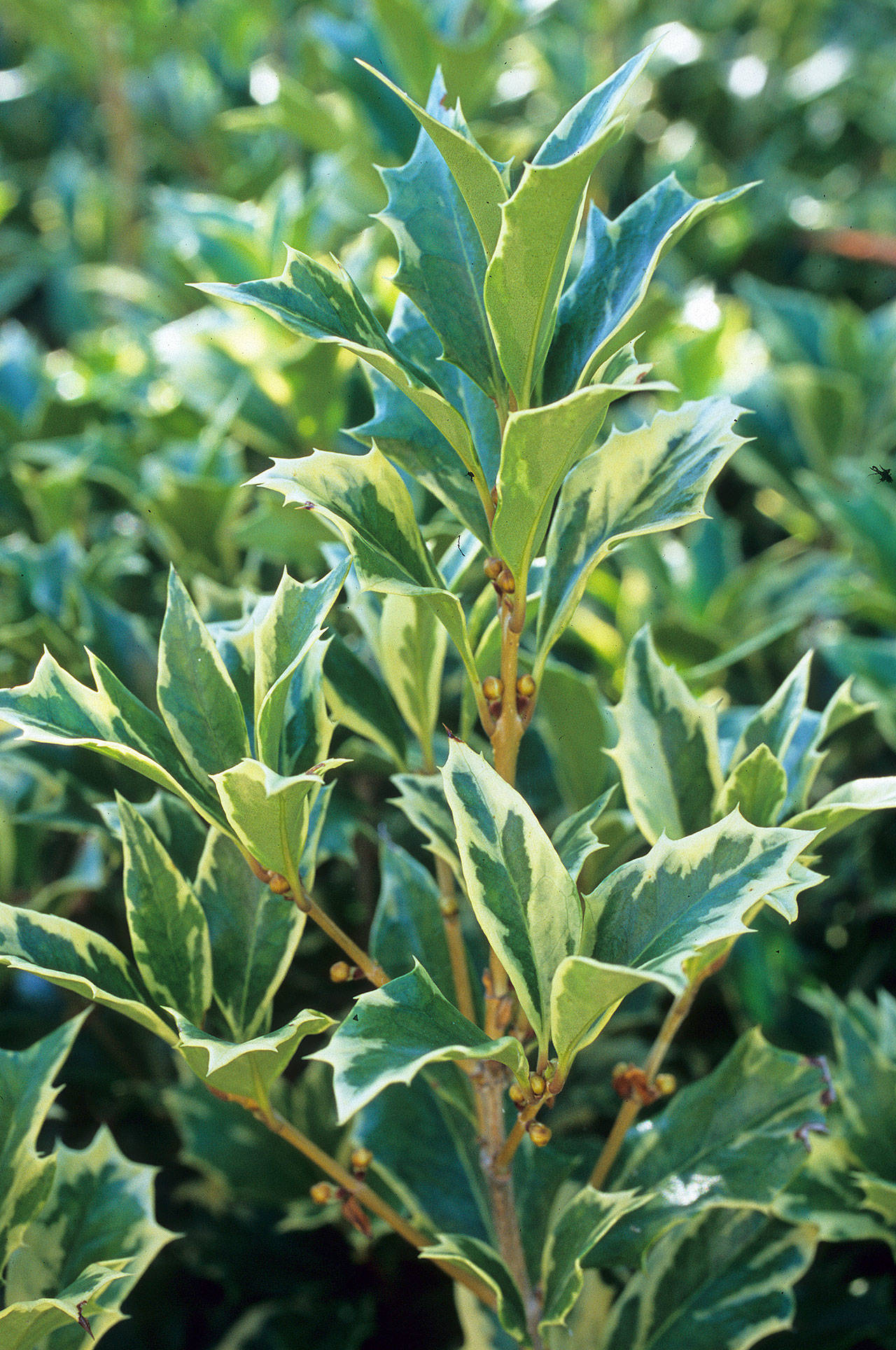 Variegated false holly produces tiny — but powerfully fragrant — flowers in the fall. (Richie Steffen)