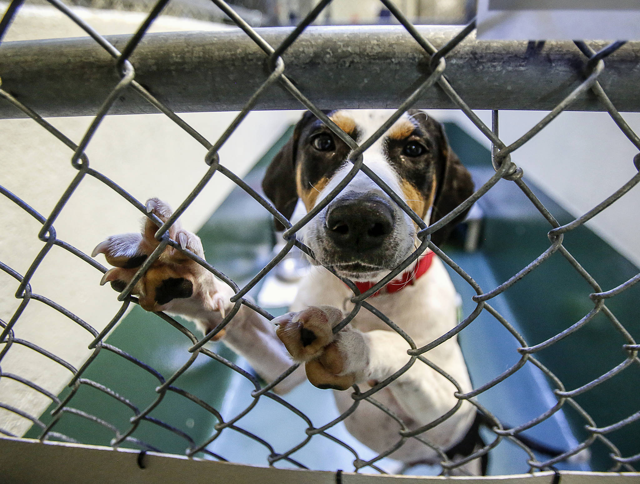 At PAWS in Lynnwood, Jack, a beagle mix from Texas, greets visitors to his kennel. (Dan Bates / The Herald)