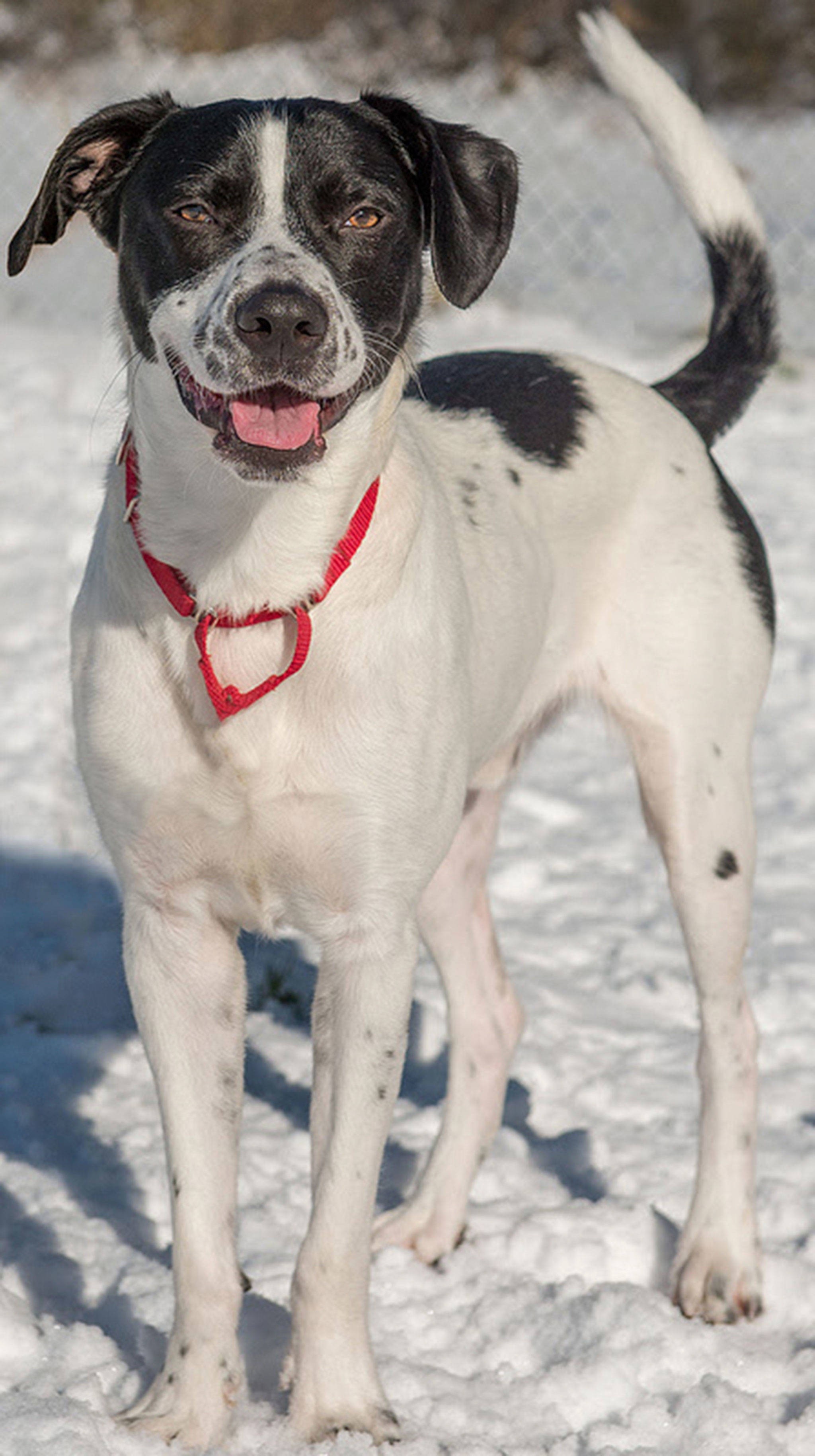 Buck is a very energetic young dog! He has never lived with dogs and will need a meet and greet with any resident canines. He does bark often and is not suited for apartment living. He knows a ton of commands and loves to swim. If you have an adventure packed life this might be the perfect companion for you! (Curt Story/Everett Animal Shelter)