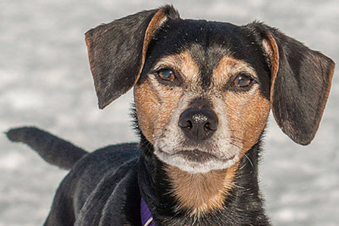 A couple of playful pups wait for adoption
