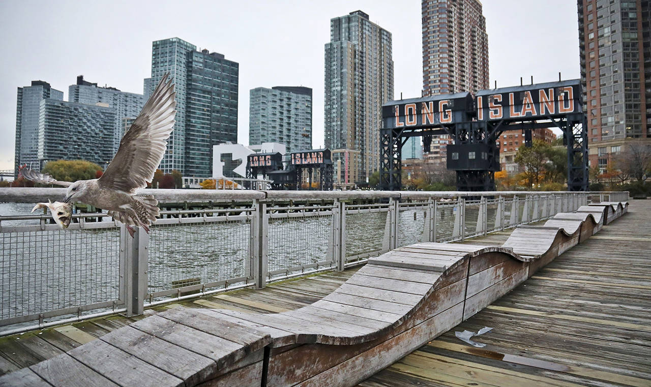 This Nov. 13, 2018 photo shows a seagull flying while holding fish scraps near a former dock facility, with “Long Island” painted on old transfer bridges at Gantry State Park in the Long Island City section of the Queens Borough of New York. (AP Photo/Bebeto Matthews, File)