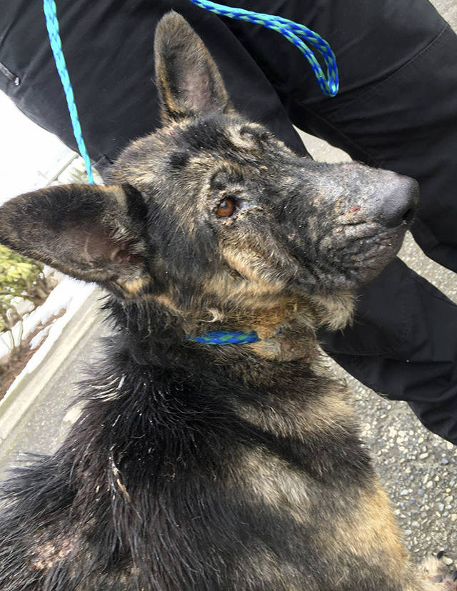 A Snohomish County sheriff’s deputy found this starving German shepherd wandering around Gold Bar. (Snohomish County Sheriff’s Office)