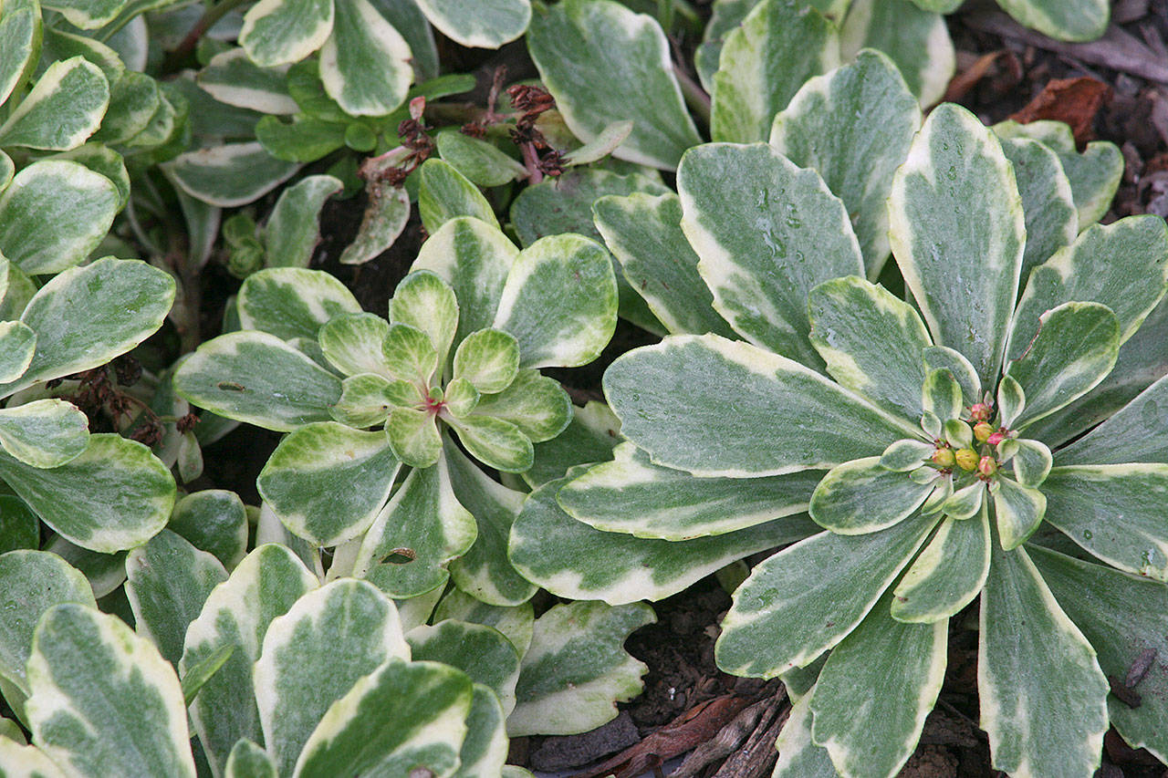 Varigated kamtschaticum stonecrop is well suited for the rock garden or edging in a dry border. (Richie Steffen)