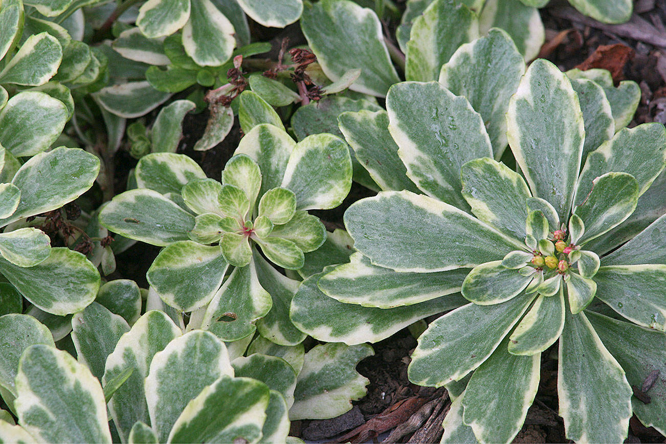Great Plant Pick: Sedum kamtschaticum ‘Variegatum’