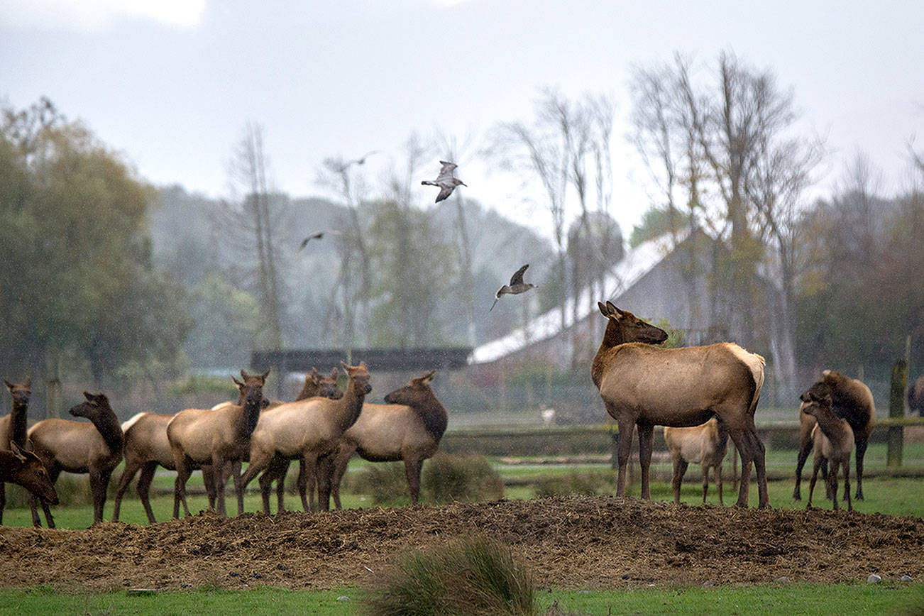 Olympic Game Farm denies mistreatment of animals