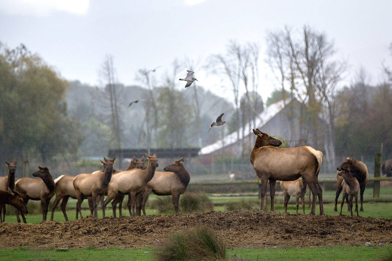 Elk stand in a field at the Olympic Game Farm last fall. (Jesse Major / Peninsula Daily News)
