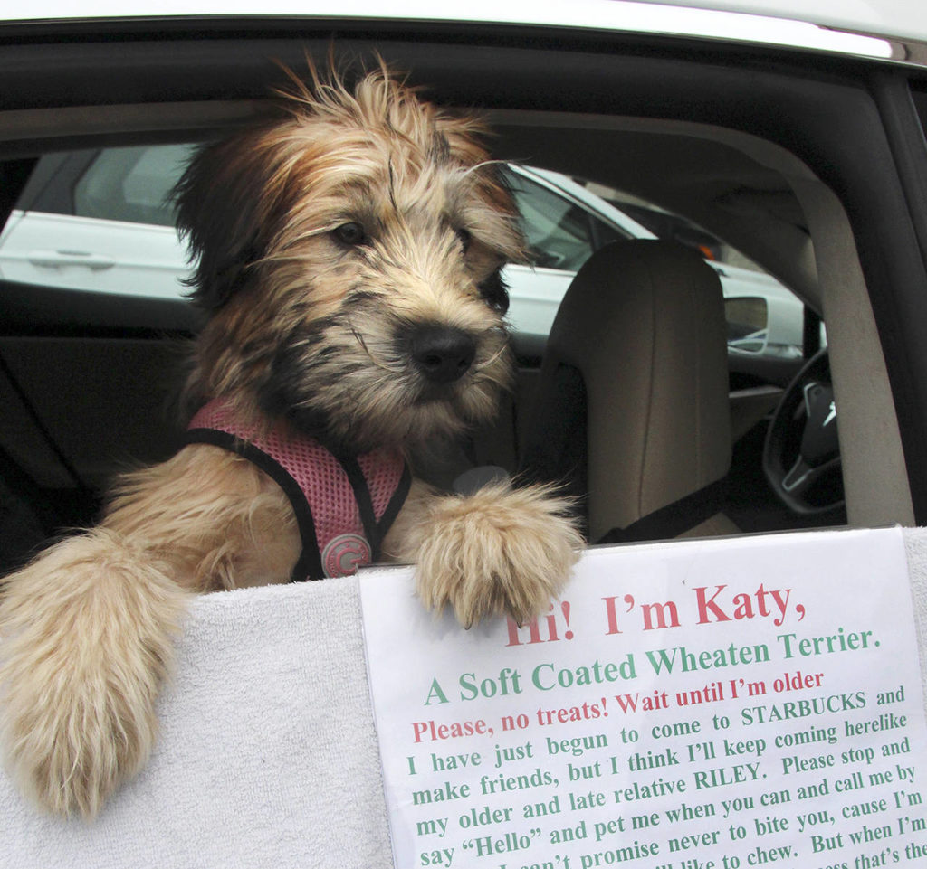 Katy greets passersby with a sign. (Maria Matson / Whidbey News-Times)
