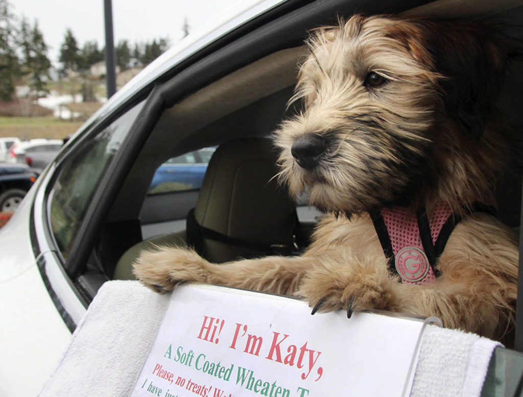 Katy does her people-watching from her owner’s car. (Maria Matson / Whidbey News-Times)
